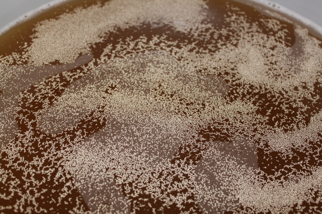 Beautiful yeast magic on the way